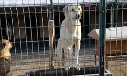 Mamak Belediyesi o barınak için harekete geçti!