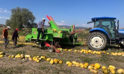 Beyşehir'de kabak çekirdeği hasadı