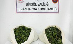 Bingöl'de 3 bin 78 kök kenevir ve 21 kilo 675 gram esrar ele geçirildi