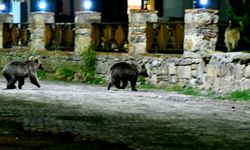 Kars'ta mahalleye inen bozayı ve yavruları yiyecek ararken görüntülendi