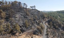 Muğla'da çıkan orman yangınına müdahale sürüyor