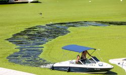 Sırbistan'da Sava Nehri alg patlaması nedeniyle renk değiştirdi