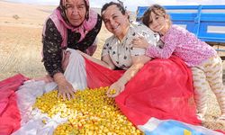 Sonbahar meyvesi alıç Yunak'da dağlardan toplanmaya başladı