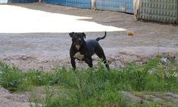 Bursa'da pitbull cinsi köpeğin saldırdığı at yaralandı