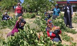 Mersin'de üzüm üreticisinin hasat mesaisi başladı