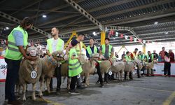 Bursa'da koç ve tavuklar için güzellik yarışması düzenlendi