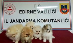 Edirne'de yurt dışından getirilen 5 cins köpek ele geçirildi