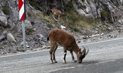 Giresun'da kara yolunda yaban keçileri görüntülendi