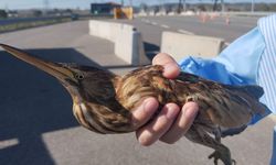 Kocaeli'de bitkin halde bulunan balaban kuşu koruma altına alındı