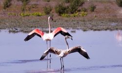 Konya'da flamingo yavruları göç yolculuğuna hazırlanıyor