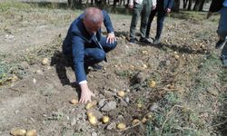 Orta'da Kaymakamı Minuz, patates hasadı yapan çiftçileri ziyaret etti