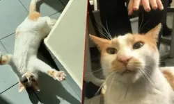 Kedi Faruk davasında mütalaa: Sanığın 3 yıla kadar hapsi istendi