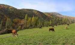 Borçka Karagöl Tabiat Parkı 600 binden fazla turisti ağırladı