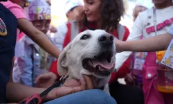 Veteriner Hekimler Derneği: Ötenazi ile sokak hayvanı sayısı azaltılmaz