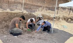 Yamula Barajı'ndaki kazılarda bu yıl 100'den fazla fosil bulundu