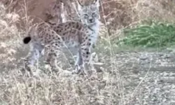 Malatya'da nesli tehlike altında olan vaşak görüntülendi