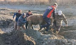 Ağrı'da kuma saplanan 3 büyükbaş hayvanı AFAD ekipleri kurtardı