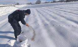 Akıncılar'da güvenlik güçleri yaban hayvanları için doğaya yem bıraktı