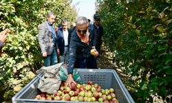 Karaman Valisi Çiçekli elma hasadına katıldı