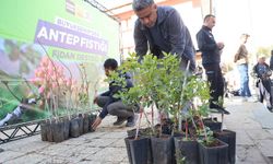 Konya'da Antep fıstığı üretimi için çiftçiye destek