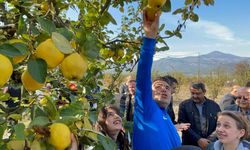 Ulaştırma ve Altyapı Bakan Yardımcısı Boyraz, Sakarya'da gençlerle ayva hasadı yaptı