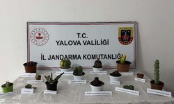 Yalova'da seradan endemik bitki çaldığı ileri sürülen kişi gözaltına alındı