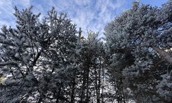 Ardahan ve Ağrı'da nehir ile dereleri buz, ağaçları kırağı kapladı