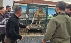 Aksaray'da bahçe teline takılan Anadolu yaban koyunu kurtarıldı