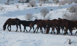 Beypazarı kırsalında yılkı atları görüntülendi