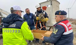 Muş'ta elektrik tellerine sıkışan yaralı puhu ekiplerce kurtarıldı