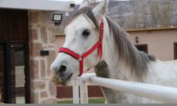 Sarayönü'ndeki atlı spor kulübü gençlere at sevgisini aşılıyor