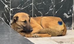 Kayseri'de yaralı bulunan köpek, yapılan müdahaleyle hayata tutundu