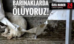Ölüm barınakları: Sokak köpeklerinden topluma yansıyan şiddet