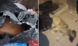 Sancaktepe’de ölü köpek skandalı: Üç personel açığa alındı