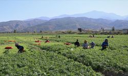 Mevsimlik tarım işçilerinin ücretleri arttı: Yevmiyenin en yüksek olduğu il neresi?