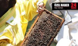 Arıcılıkta alarm zilleri: Don felaketi ve destek krizi bir arada