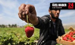 Tarımda tehlike çanları çalıyor: "Bir yıl zarar, üç yıl çöküş demek"
