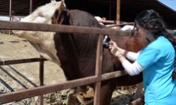 Tarımsal Girdi Fiyat Endeksi açıklandı: Veteriner harcamaları zirvede