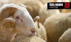 Küçükbaş yetiştiricileri Kurban Bayramı’nı zor atlattı