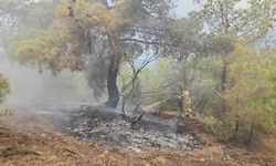 Çorum Kargı’da Orman Yangını Kontrol Altına Alındı