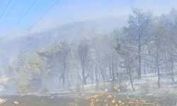 Manisa Soma'da orman yangını: Kozanlı Mahallesi tahliye edildi, bir kişi gözaltında!