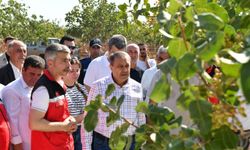 Şanlıurfa’da Antep Fıstığı Hasadı Başladı! Vali Şıldak İşçilerle Birlikte Topladı