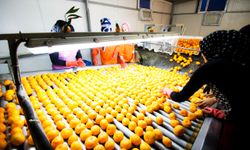 Narenciye Rekoltesi Ege Bölgesinde 449 bin tona geriledi