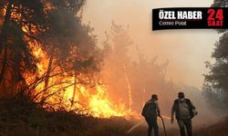 Türkiye’nin ormanları her yaz biraz daha eksiliyor: 2025 yazında 80 bin hektar kül oldu