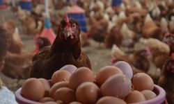 Kümes hayvancılığında haziran verileri açıklandı