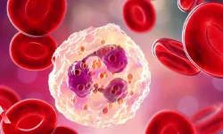 Nötrofil Nedir? Bağışıklık Sisteminin Sessiz Kahramanı
