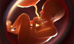 Plasenta Nedir? Gebelikte Hayat Kaynağı