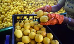 TZOB açıkladı: Üretici-market fiyat farkında rekor limonun