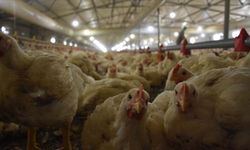 TÜİK: Nisan ayında tavuk üretiminde düşüş, yumurtada artış kaydedildi