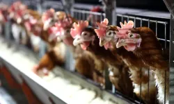 CHP'den tavuk şirketlerine yapılan operasyona ilişkin 'servet transferi' iddiası